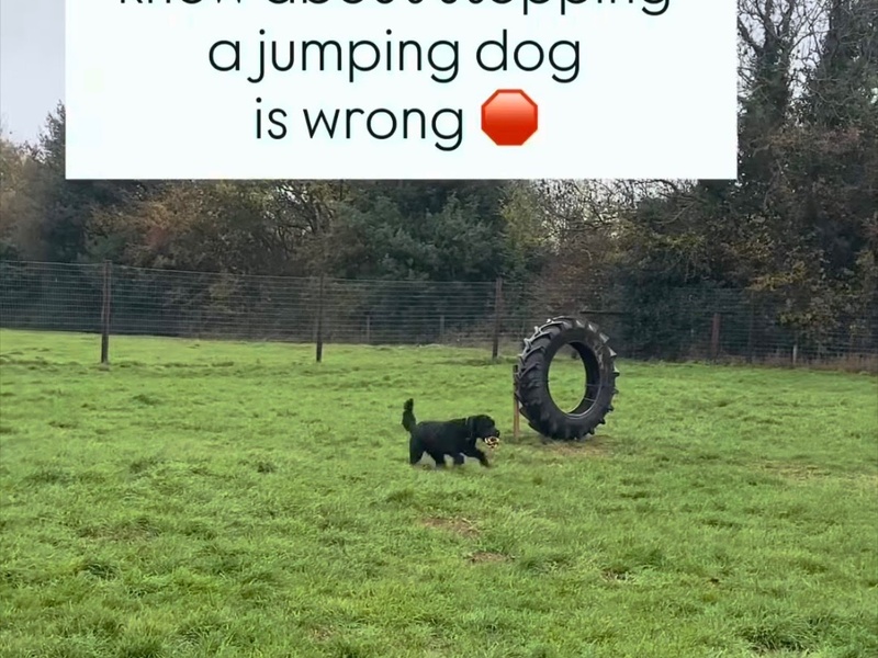 How to Stop Your Dog Jumping Up: The Real Secret for Rugby Dog Owners