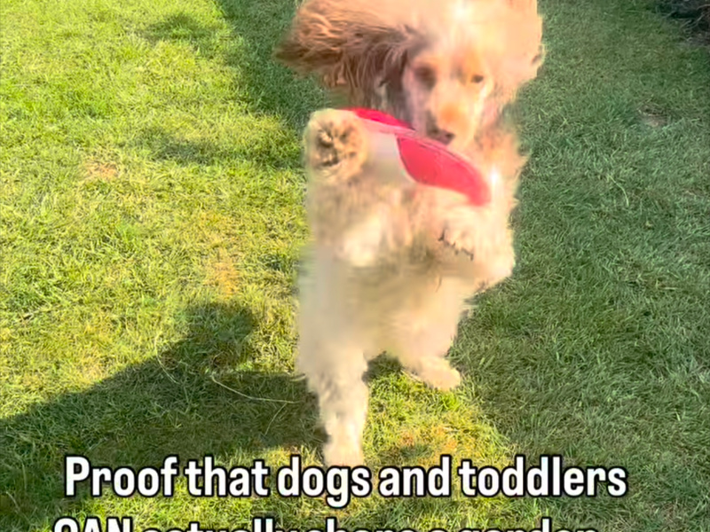 How to Stop Your Dog Treating the Garden Like a Wrestling Ring (When the Kids Are Out)
