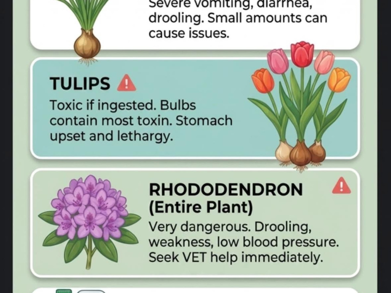 Spring Garden Dangers: The Common UK Plants That Are Toxic to Your Dog