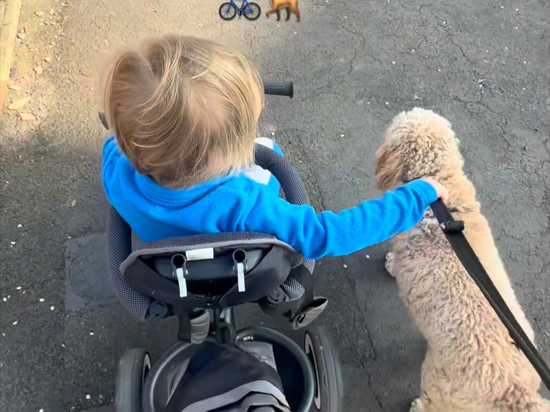 The Extreme Sport of Family Dog Walks (How to Walk a Dog and a Toddler Without the Chaos)
