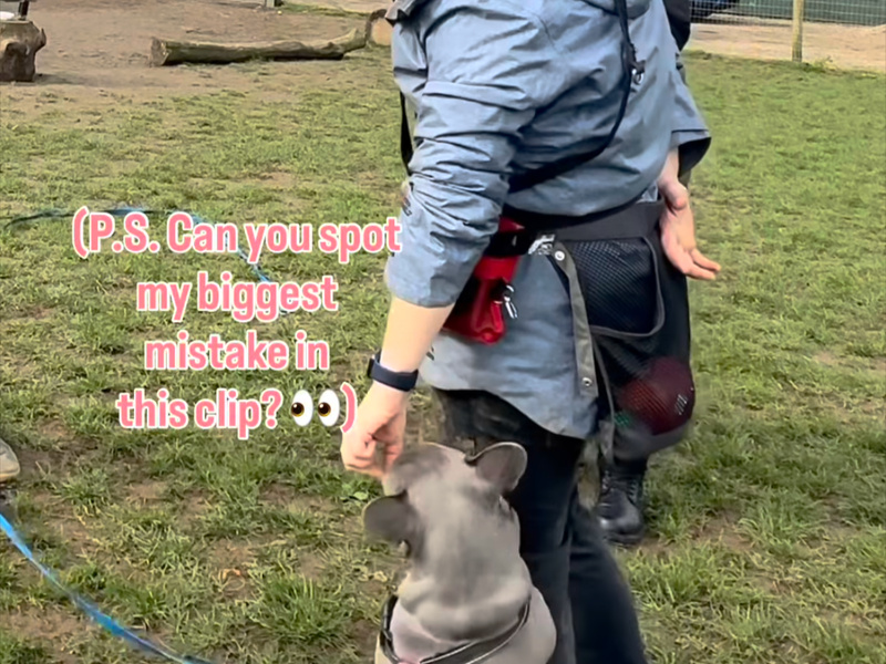 Why Does My Dog Ignore Me on Walks? How to Finally Get Their Attention