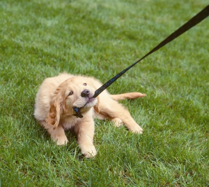 121 Puppy Training in Rugby